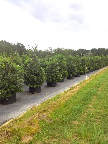 More Photos Of 224 Co Rd 096, Jasper Land For Sale