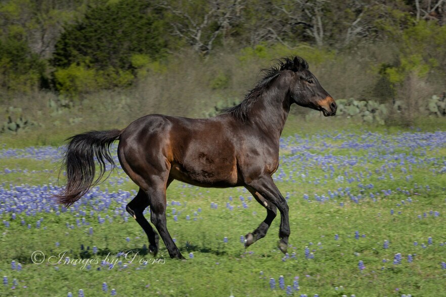 More Photos Of 0 Escalar dr, Buchanan Dam Land For Sale