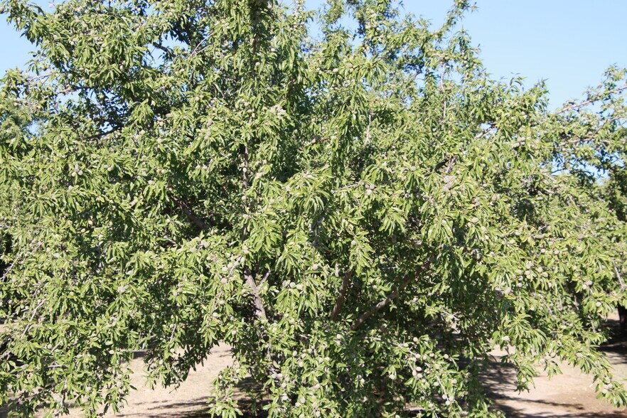 More Photos Of 18045 Magnolia Ave, Shafter Land For Sale