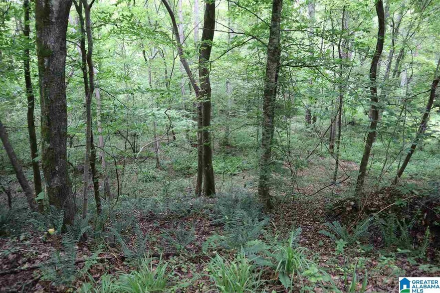 More Photos Of 0 County Rd 61, Fruithurst Land For Sale