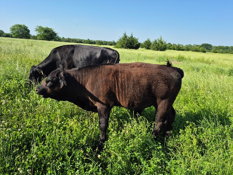 More Photos Of 9561 N TX-50 Hwy, Ladonia Land For Sale