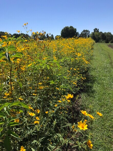 More Photos Of 552 Lick Creek Rd, Leasburg Land For Sale