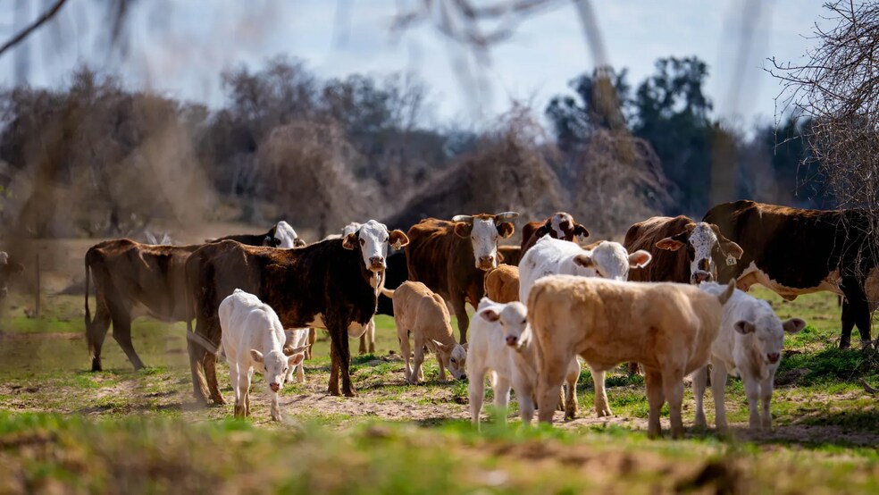 More Photos Of Texas 97, Cost Land For Sale