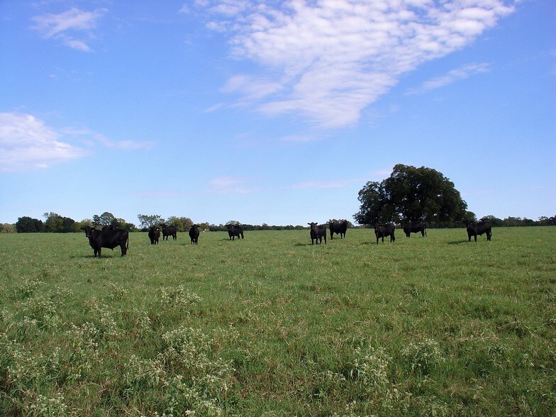More Photos Of 53681 US 290 Hwy, Hempstead Land For Sale