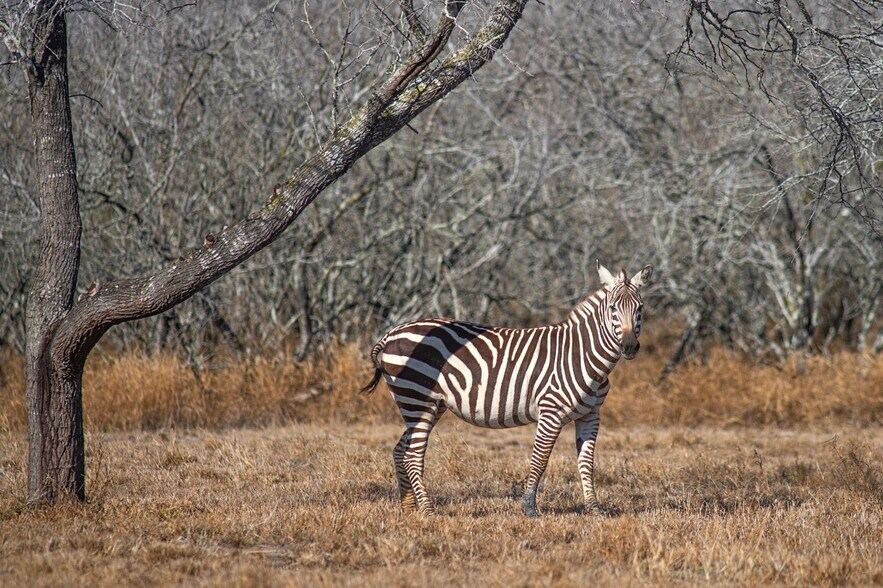 More Photos Of 141 S Private Road 1026, Kingsville Land For Sale