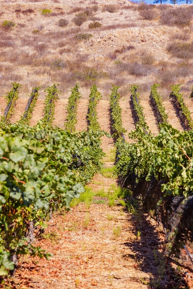 More Photos Of 2286 Sunshine Mountain Rd, San Marcos Winery Vineyard For Sale