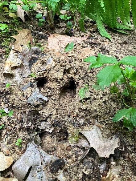 More Photos Of N3953 Bear Pen Rd, Arkansaw Land For Sale