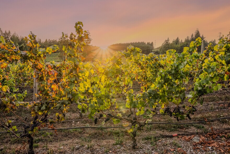 More Photos Of , Duncan Winery Vineyard For Sale