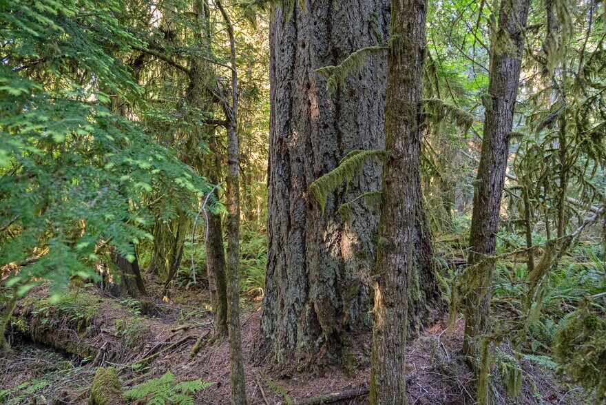 More Photos Of 1052 E Mason Lake Dr W, Grapeview Land For Sale