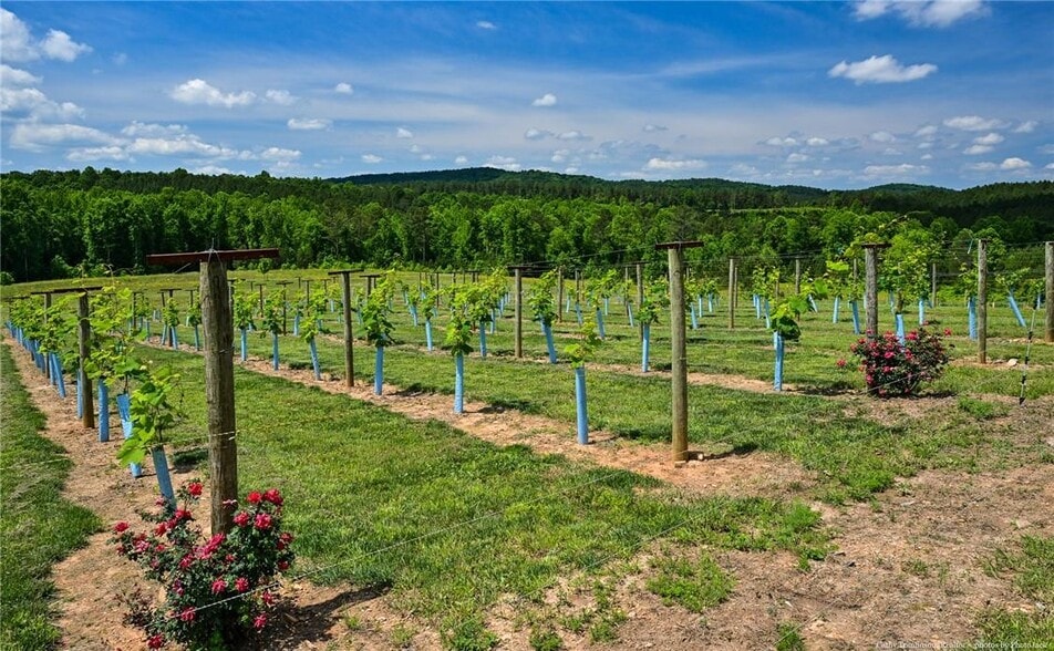 More Photos Of 119 Inland Dr, Talking Rock Winery Vineyard For Sale