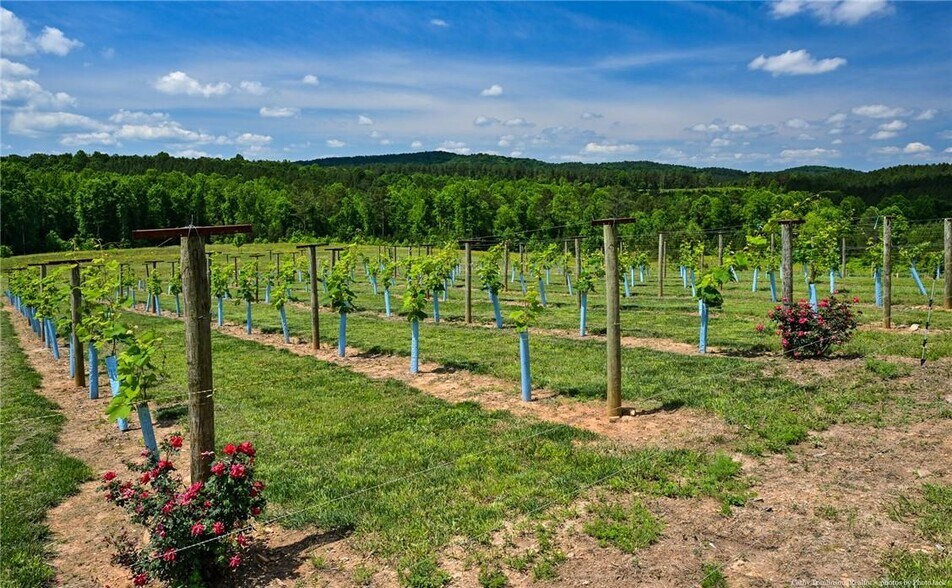 More Photos Of 119 Inland Dr, Talking Rock Winery Vineyard For Sale