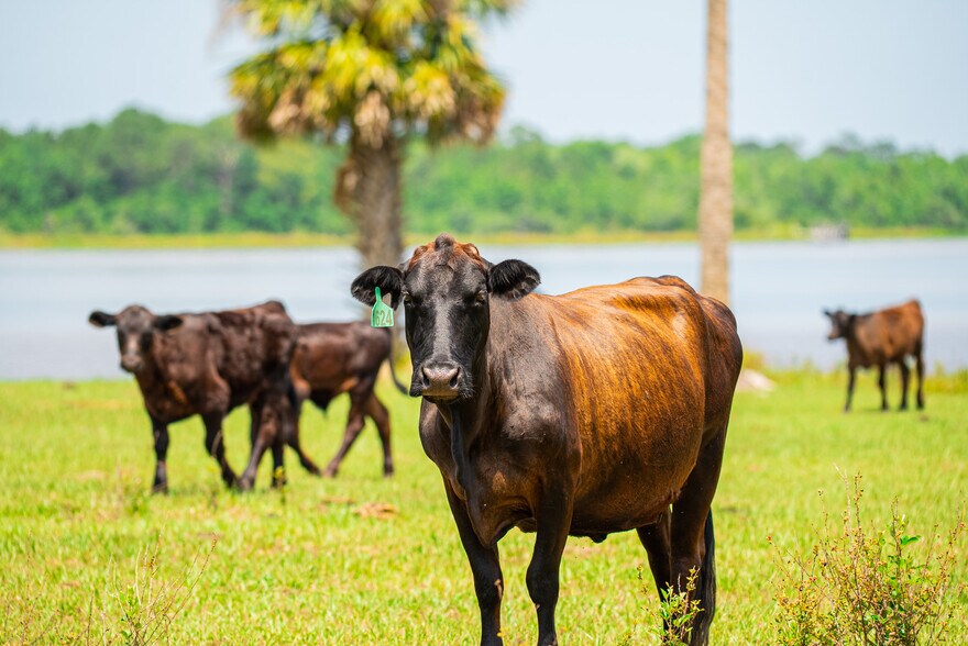 More Photos Of 1290 Blackwelder rd, De Leon Springs Land For Sale