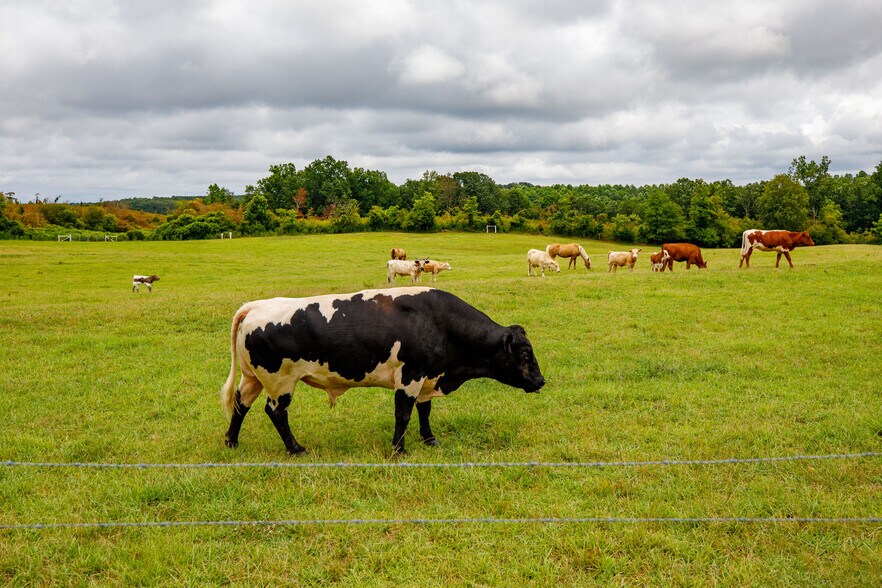 More Photos Of 3262 County Road 6, Hackleburg Land For Sale