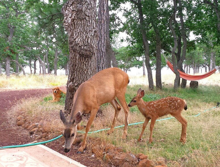 More Photos Of 94 Big Springs Rd, Goldendale Land For Sale