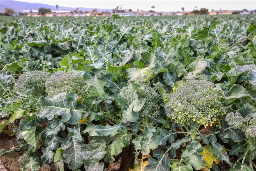 More Photos Of Flower Ave @ Highway 166, Guadalupe Land For Sale