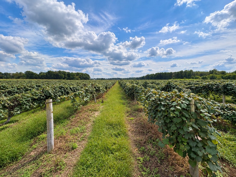 More Photos Of County Road 374, Paw Paw Land For Sale