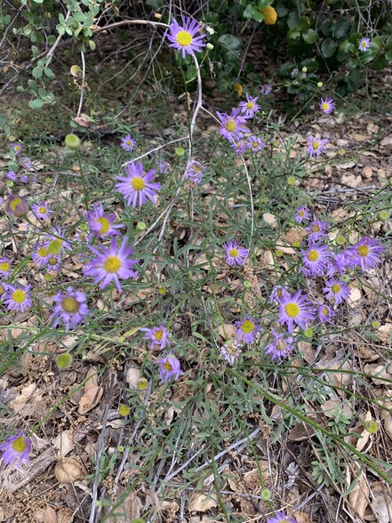 More Photos Of 30415 Chihuahua Valley Rd, Warner Springs Land For Sale