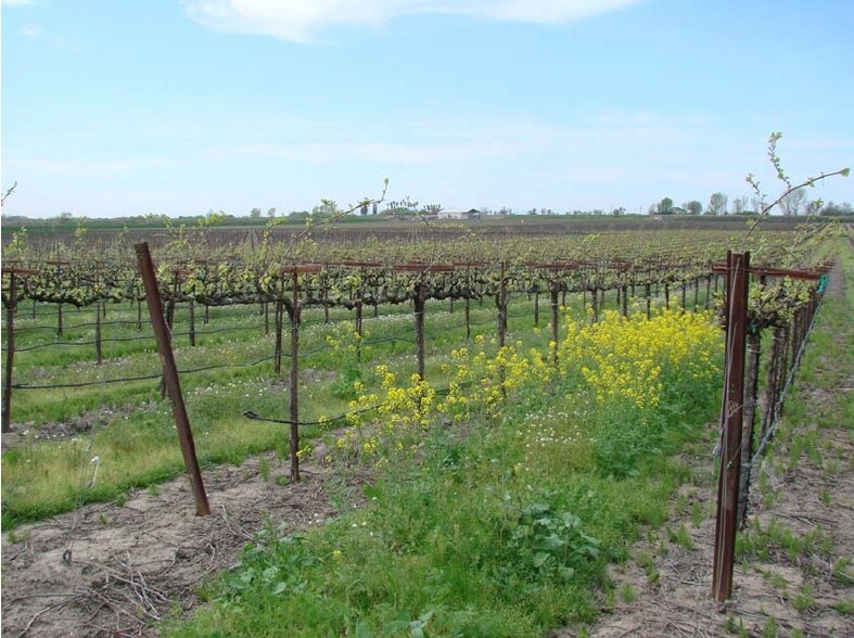 More Photos Of 15511 Isleton Rd, Isleton Winery Vineyard For Lease