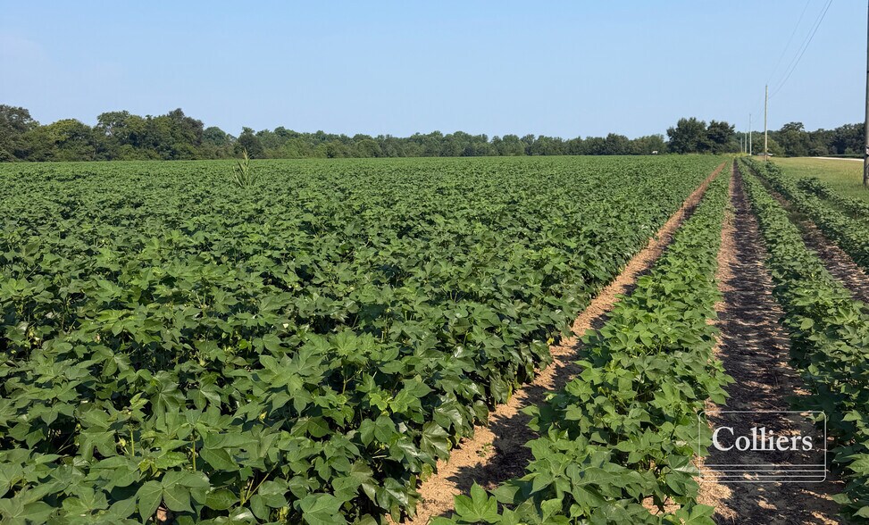 More Photos Of Joes Trail, Monetta Land For Sale