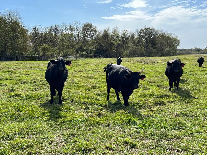 More Photos Of 0 Hwy 35, Van Vleck Land For Sale