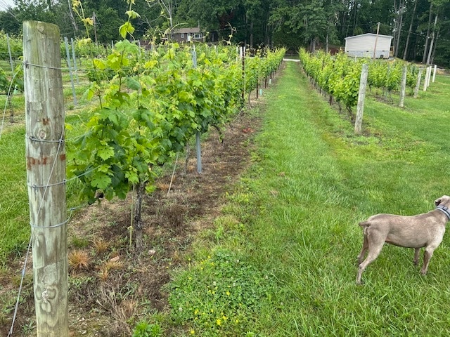 More Photos Of 124 Sandy Hill Ln, Hendersonville Winery Vineyard For Sale