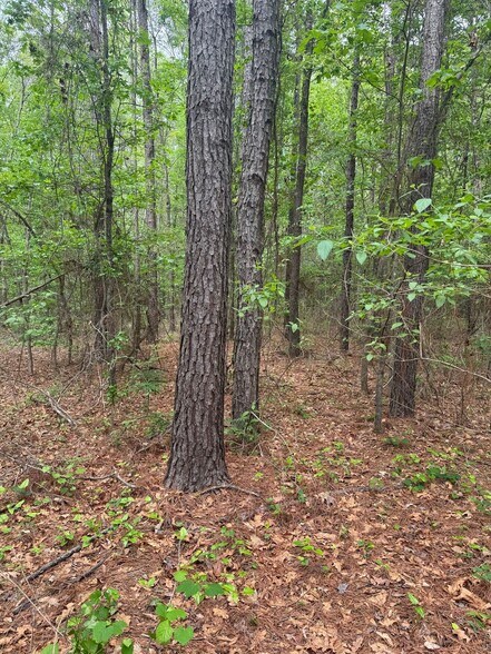 More Photos Of Mira Levee and Hwy 71, Mira Land For Sale