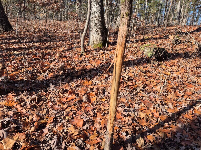 More Photos Of Logan School Rd. (30.2+/- Acres), New Florence Land For Sale