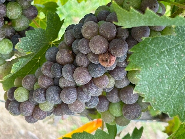 More Photos Of 124 Sandy Hill Ln, Hendersonville Winery Vineyard For Sale