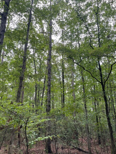 More Photos Of 17796 Dry Branch loop, Northport Land For Sale