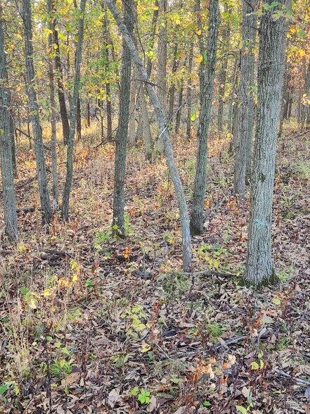 More Photos Of County Road 197 (5+/- Acres) Tract 3, Williamsburg Land For Sale
