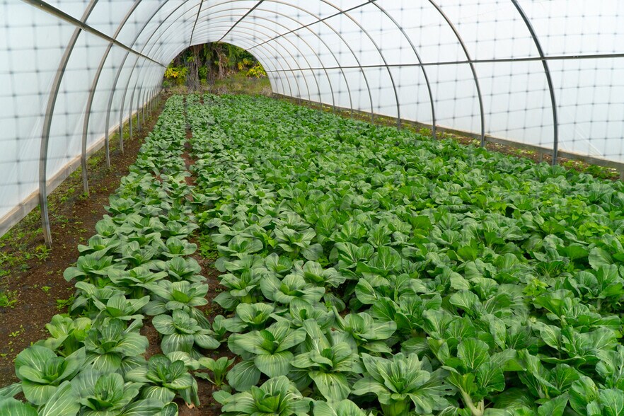 More Photos Of 19-4549 Amaumau Rd, Volcano Land For Sale