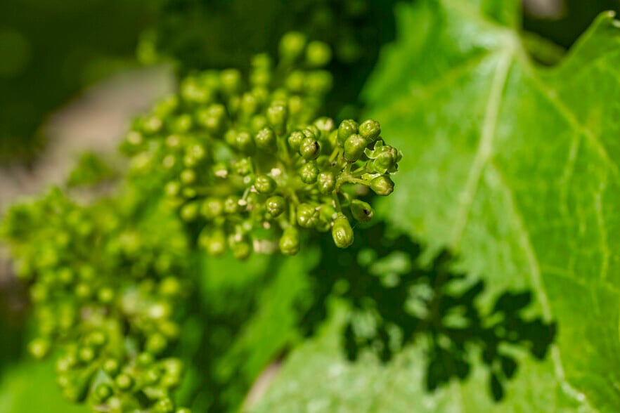 More Photos Of 786 Pompadour Dr, Ashland Land For Sale