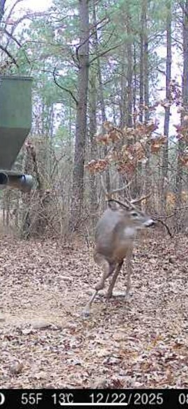 More Photos Of 17631 Farm Road 1159, Clarksville Land For Sale