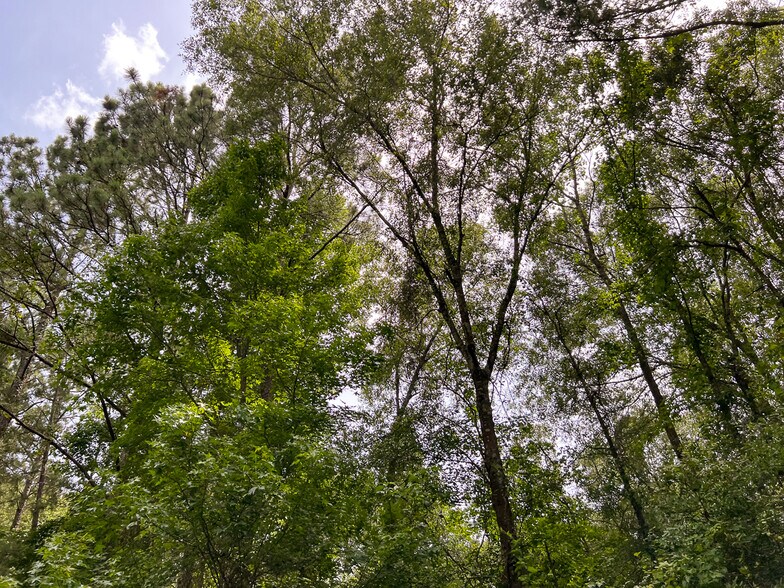 More Photos Of Tommy Smith Road, Conroe Land For Sale