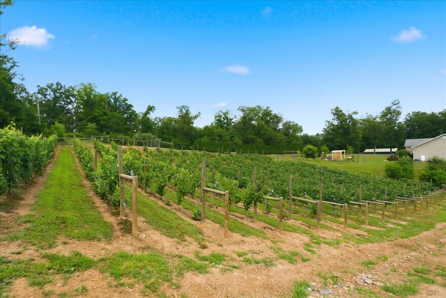 More Photos Of 1309 Redland Rd, Cross Junction Winery Vineyard For Sale