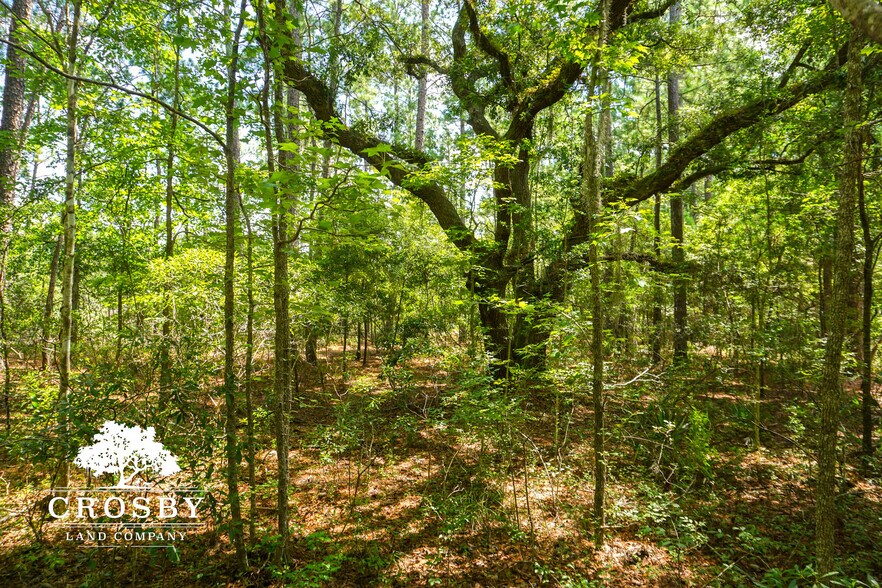 More Photos Of 3009 Lowcountry Drive, Ridgeland Land For Sale