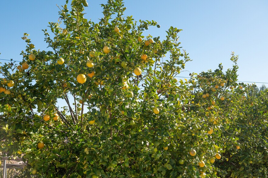 More Photos Of 40390 Ross Rd, Fallbrook Land For Sale