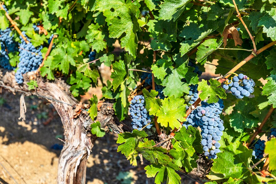 More Photos Of 36522 Via Verde, Temecula Winery Vineyard For Sale