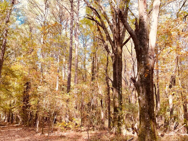 More Photos Of MS Highway 12, Durant Land For Sale