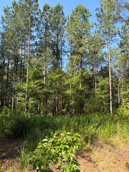 More Photos Of 00 Everett Chappell Rd, Mount Gilead Land For Sale