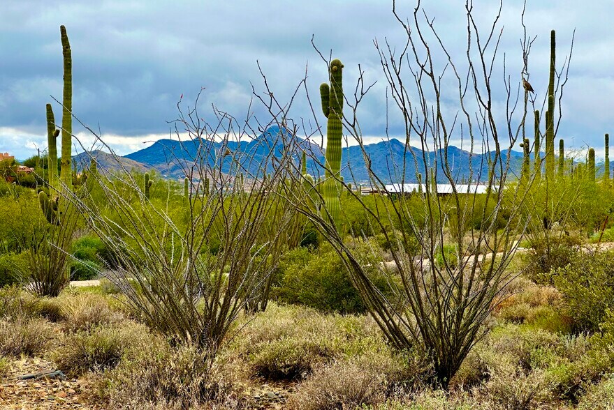 Primary Photo Of 7XXX Highland Road Rd, Cave Creek Land For Sale