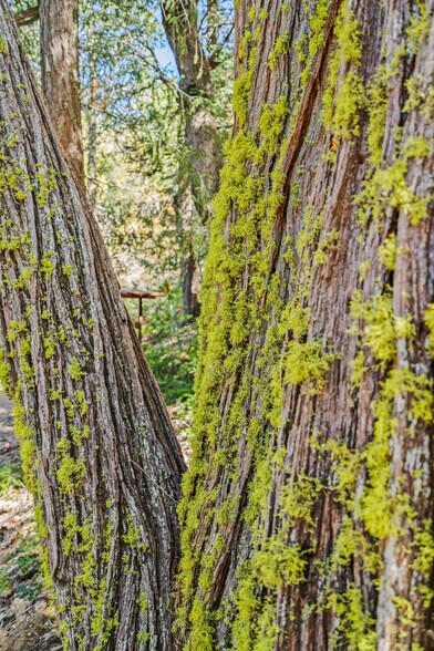 More Photos Of Palomar Divide Truck Trail, Palomar Mountain Land For Sale