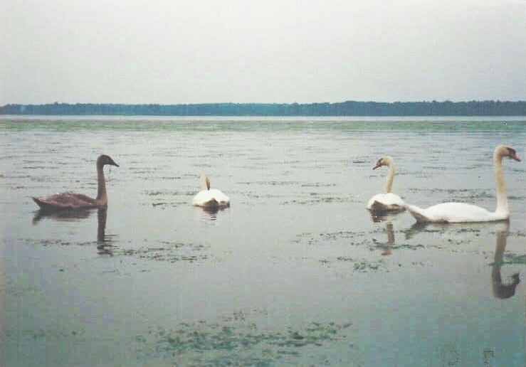 More Photos Of Chopawamsic Island, Quantico Land For Sale