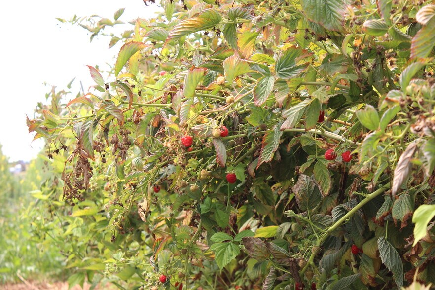 More Photos Of 16475 Blackie Rd, Salinas Land For Sale