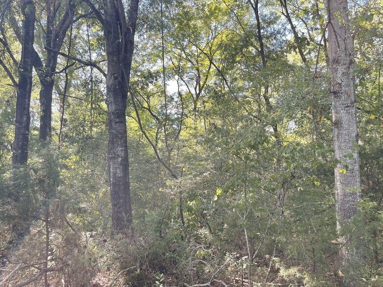 More Photos Of County 21 & Bell Grayson Road hwy, Demopolis Land For Sale