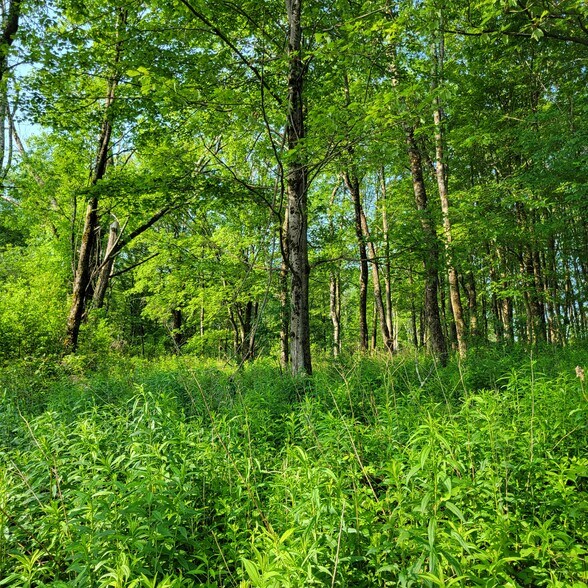 More Photos Of 1283 Old Route 17, Ferndale Land For Sale