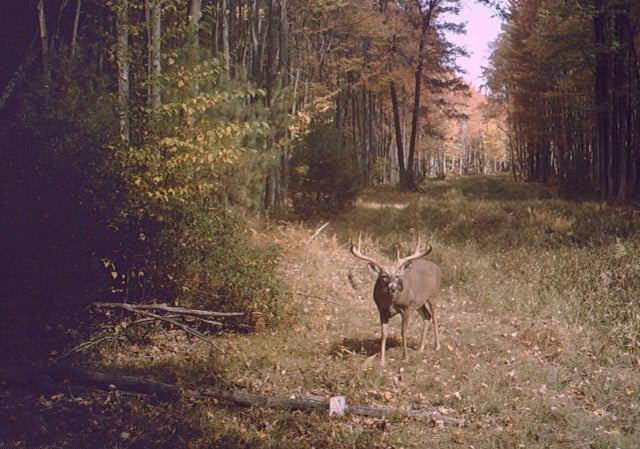 More Photos Of Beech Creek Mountain Rd, Beech Creek Land For Sale