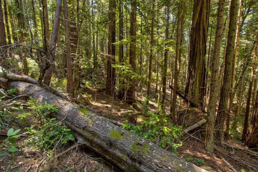 More Photos Of 33170 Frog Pond rd, Little River Land For Sale