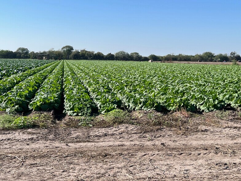 More Photos Of 271.62 Acs on West side of Pharr Intl. Bridge, Pharr Land For Sale