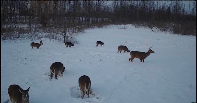 More Photos Of 0 Alleghany rd, Corfu Land For Sale